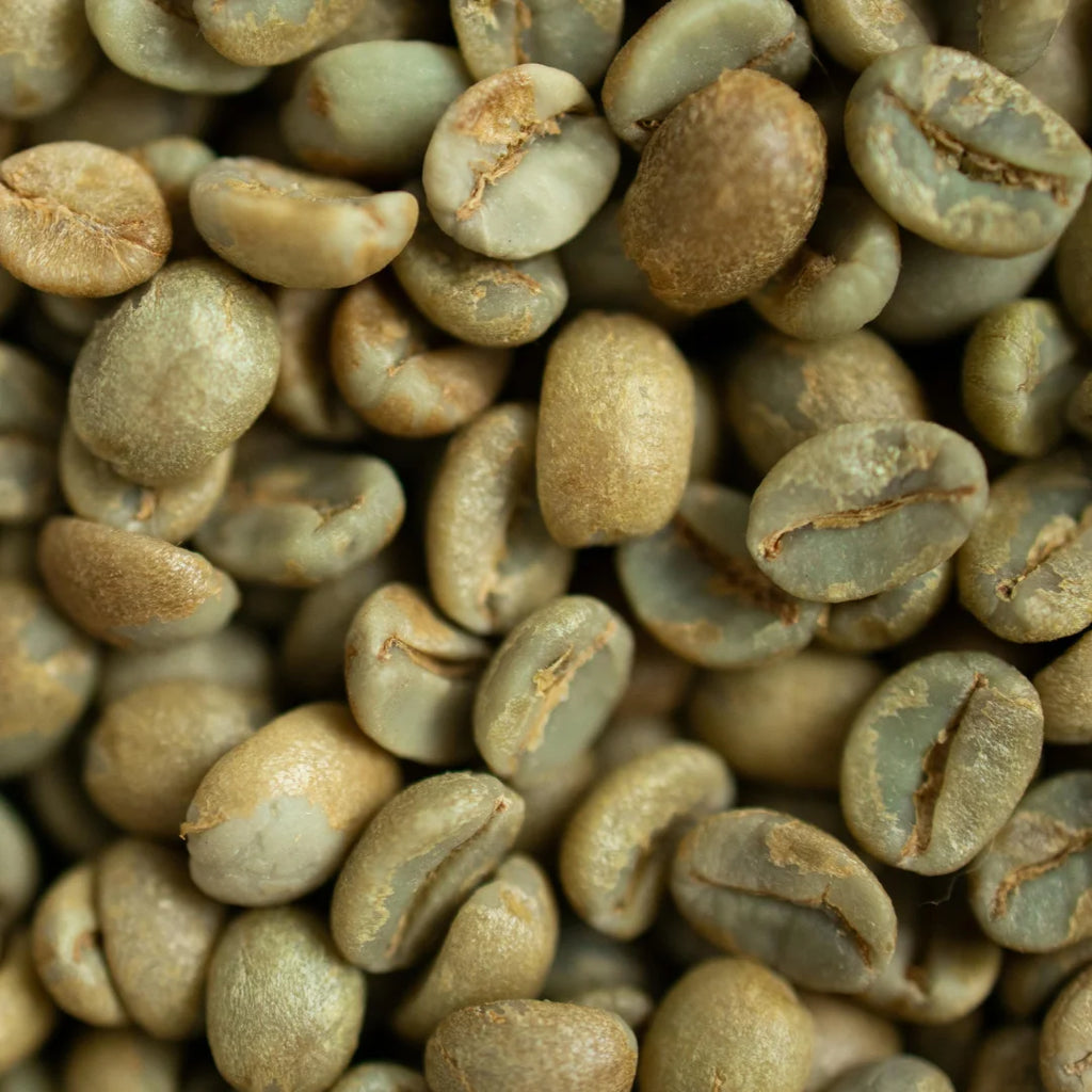 Premium Robusta Coffee Beans Size 16 High Ripeness Bulk Order 60kg PP Bags From Manufacture in Vietnam