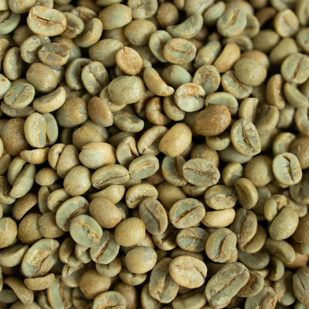 Premium Robusta Coffee Beans Size 16 High Ripeness Bulk Order 60kg PP Bags From Manufacture in Vietnam